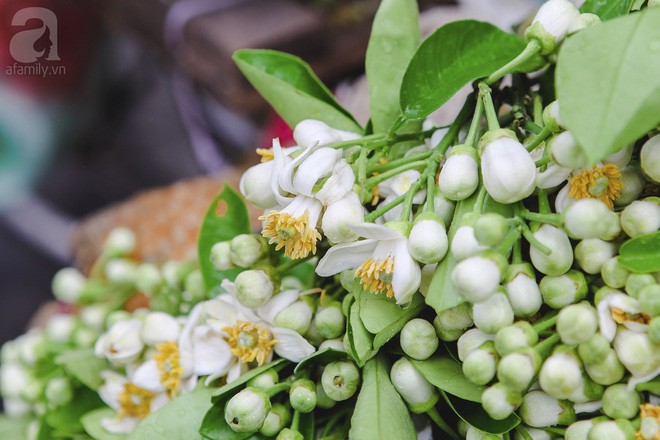 Hà Nội mùa thơm thanh tao với sắc trắng tinh khôi của hoa bưởi Hà Nội mùa thơm thanh tao với sắc trắng tinh khôi của hoa bưởi